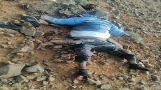 “كلاب ضالة تنهي حياة خمسيني وتثير استياء ساكنة جماعة ازرار