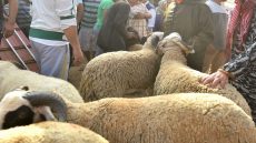 حين يُلغي الملك عيد الأضحى… فهل نُراعي الحكمة ونتصرف بمسؤولية.