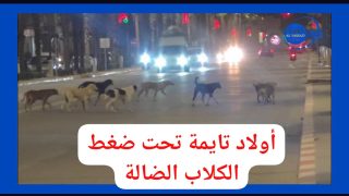 الكلاب الضالة بأولاد تايمة… أزمة متفاقمة ومأوى أكادير بلا أثر ملموس