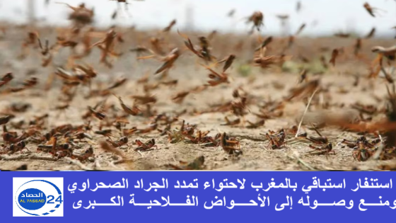 استنفار استباقي بالمغرب لاحتواء تمدد الجراد الصحراوي ومنع وصوله إلى الأحواض الفلاحية الكبرى