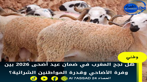 هل نجح المغرب في ضمان عيد أضحى 2026 بين وفرة الأضاحي وقدرة المواطنين الشرائية؟