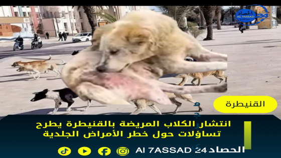 انتشار الكلاب المريضة بالقنيطرة يطرح تساؤلات حول خطر الأمراض الجلدية