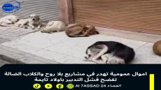 اموال عمومية تهدر في مشاريع بلا روح والكلاب الضالة تفضح فشل التدبير باولاد تايمة