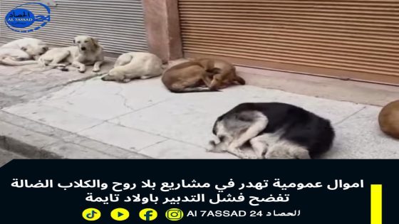 اموال عمومية تهدر في مشاريع بلا روح والكلاب الضالة تفضح فشل التدبير باولاد تايمة