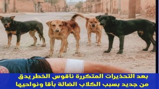 بعد التحذيرات المتكررة ناقوس الخطر يدق من جديد بسبب الكلاب الضالة بأقا ونواحيها