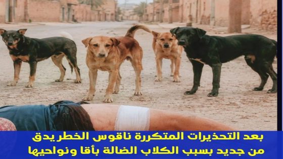 بعد التحذيرات المتكررة ناقوس الخطر يدق من جديد بسبب الكلاب الضالة بأقا ونواحيها