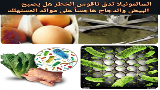 السالمونيلا تدق ناقوس الخطر هل يصبح البيض والدجاج هاجساً على موائد المستهلك
