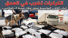 الكركرات تضرب في العمق أنياب الكلاب البوليسية تمزق غطاء شحنة الـ«كوكايين»