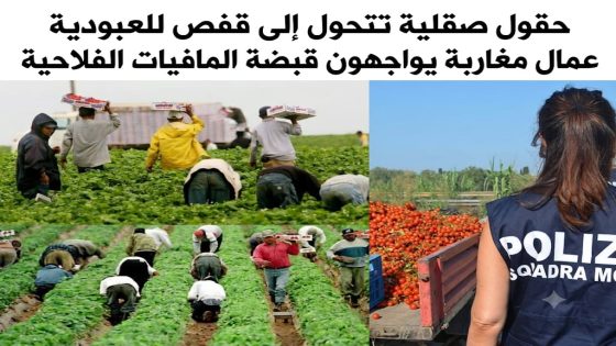 حقول صقلية تتحول إلى قفص للعبودية عمال مغاربة يواجهون قبضة المافيات الفلاحية