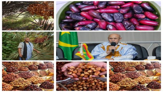 مليارات موريتانيا تهاجر مع التمور والواحات تدفع ثمن الصمت