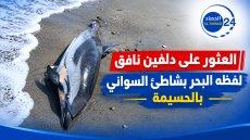 العثور على دلفين نافق لفظه البحر بشاطئ السواني بالحسيمة.
