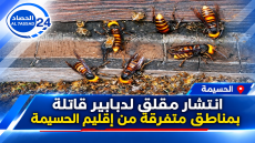 الحسيمة.. دبابير تستنفر مربي النحل وسط مخاوف على الخلايا وإنتاج العسل